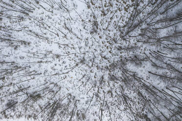 Drone view of bare trees in snow covered forest - ASCF01618