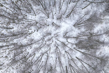 Drone view of bare trees in snow covered forest - ASCF01619