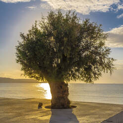 Baum am Strand bei Sonnenuntergang - MHF00553