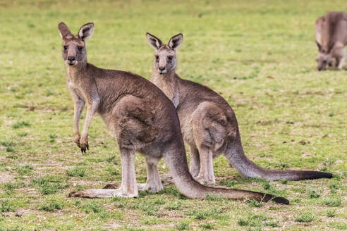 Zwei östliche graue Kängurus (Macropus giganteus) stehen im Freien - FOF12616