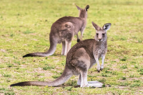 Zwei östliche graue Kängurus (Macropus giganteus) stehen im Freien - FOF12617