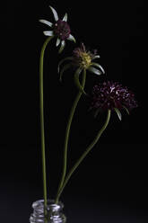 Studioaufnahme der Nadelkissenblüten des Schwarzen Ritters (Scabiosa atropurpurea) - EVGF03961
