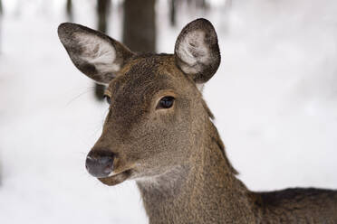Brown deer in winter forest - SSGF00382