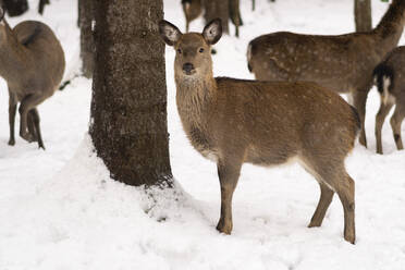 Hirsch am Baum im Winterwald - SSGF00385