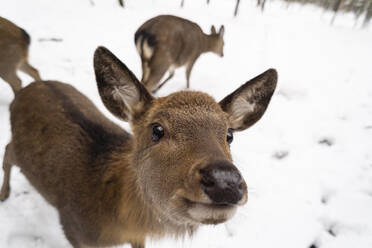 Deer on snow at winter forest - SSGF00387