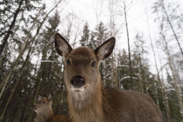 Braune Hirsche im Winterwald - SSGF00388