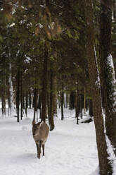 Hirsche im Winterwald auf Schnee - SSGF00408