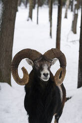 Mufflon mit gebogenen Hörnern im Winterwald - SSGF00412