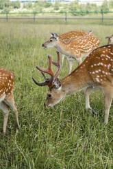 Brown deer grazing in green field - SSGF00437