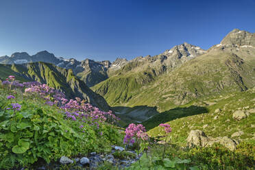 Wachsende rosa Blüten an einem sonnigen Tag im Refuge de Vallonpierre, Nationalpark Ecrins, Frankreich - ANSF00162