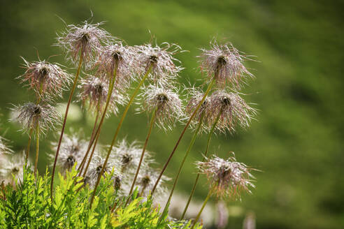 Wachstum von Wildblumen Nationalpark Vanoise, Frankreich - ANSF00182