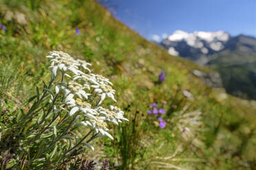 Weiße Edelweißblüten im Feld an einem sonnigen Tag, Nationalpark Vanoise, Frankreich - ANSF00198