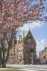 Deutschland, Hamburg, Blühende Kirschblüte in der Speicherstadt - KEBF02129