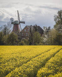 Deutschland, Hamburg, Rapsfeld im Frühling mit traditioneller Windmühle im Hintergrund - KEBF02147