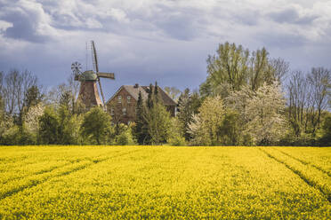 Deutschland, Hamburg, Rapsfeld im Frühling mit traditioneller Windmühle im Hintergrund - KEBF02148