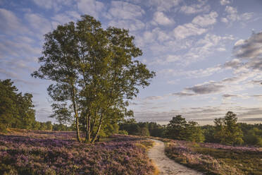 Deutschland, Hamburg, Heidekrautblüte im Naturschutzgebiet Fischbeker Heide in der Abenddämmerung - KEBF02186