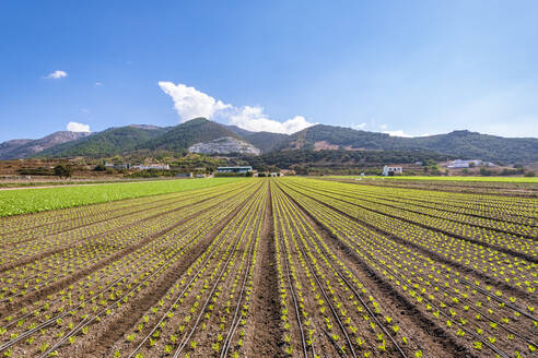 Feld mit Salatplantagen in Zafarraya, Andalusien, Spanien, Europa - SMAF02065
