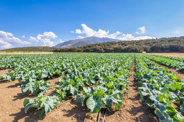 Kohlfeld in Zafarraya, Andalusien, Spanien, Europa - SMAF02066