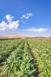 Artischockenanbau auf einem Feld in Zafarraya, Andalusien, Spanien, Europa - SMAF02075