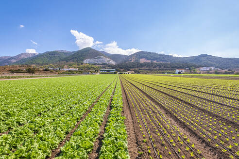 Aufgereihte Salatplantage auf einem landwirtschaftlichen Feld in Zafarraya, Andalusien, Spanien, Europa - SMAF02076