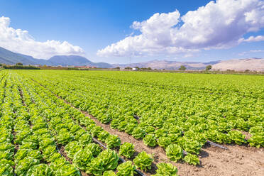 Frischer grüner Kopfsalat auf einem Bauernhof in Zafarraya, Andalusien, Spanien, Europa - SMAF02077