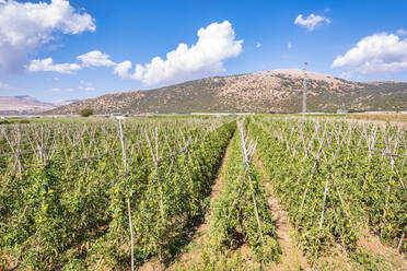 Tomato crops at field on sunny day, Zafarraya, Andalucia, Spain, Europe - SMAF02078