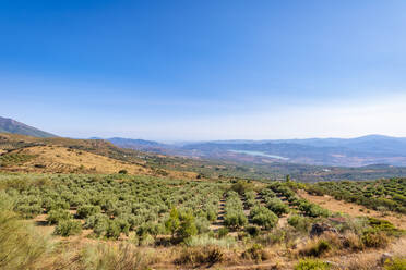 Olive trees on field near Lake Vinuela on sunny day in Andalucia, Spain, Europe - SMAF02083