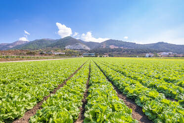 Grüne Salatfarm in Zafarraya, Andalusien, Spanien, Europa - SMAF02084