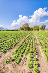 Bauernhof mit Salat an einem sonnigen Tag, Zafarraya, Andalusien, Spanien, Europa - SMAF02085