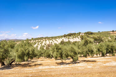 Olivenbäume auf einem Bauernhof an einem sonnigen Tag, Andalusien, Spanien, Europa - SMAF02092