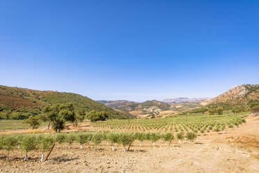 Olivenbäume auf einem Feld an einem sonnigen Tag, Andalusien, Spanien, Europa - SMAF02093