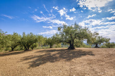 Olive trees under sky on sunny day in Andalucia, Spain, Europe - SMAF02094