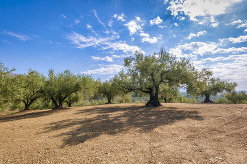 Olivenbäume unter Himmel an einem sonnigen Tag in Andalusien, Spanien, Europa - SMAF02094