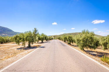 Leere Landstraße zwischen Olivenbäumen in Andalusien, Spanien, Europa - SMAF02095