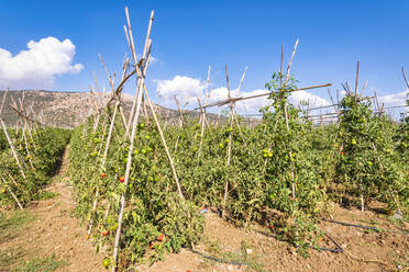 Feld mit Tomatenplantagen an einem sonnigen Tag in Zafarraya, Andalusien, Spanien, Europa - SMAF02100