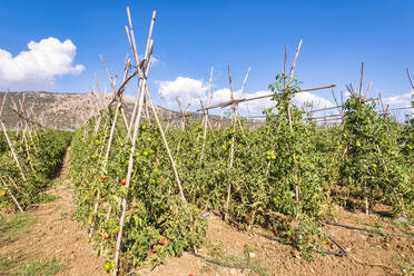 Field of tomato plantation on sunny day in Zafarraya, Andalucia, Spain, Europe - SMAF02100