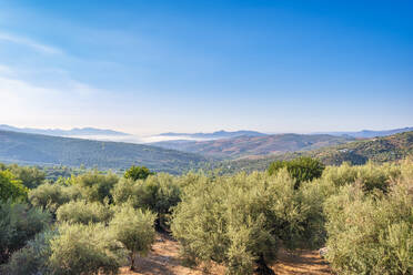 Olivenbäume in Hainen in der Nähe von Bergen an einem sonnigen Tag, Andalusien, Spanien, Europa - SMAF02106