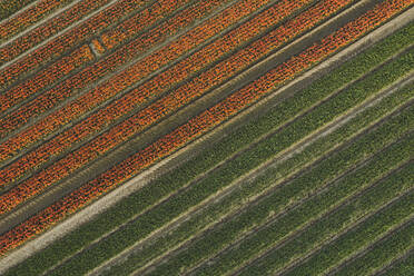 Luftaufnahme eines Feldes mit roten Tulpen in Meerdonk, Belgien. - AAEF13607