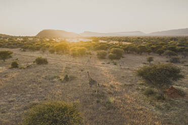 Luftaufnahme von Giraffen während einer Safari am frühen Morgen in der Region Otjozondjupa, Namibia. - AAEF13609