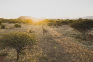 Luftaufnahme von Giraffen während einer Safari an einem frühen Morgen in Namibia. - AAEF13610