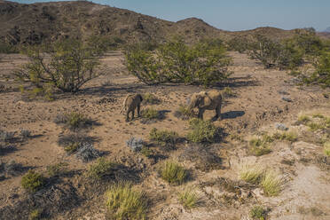 Luftaufnahme von zwei Wüstenelefanten im Damaraland, Namid-Wüste, Namibia. - AAEF13612