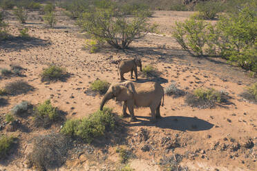 Luftaufnahme von zwei Wüstenelefanten im Damaraland, Namid-Wüste, Namibia. - AAEF13613