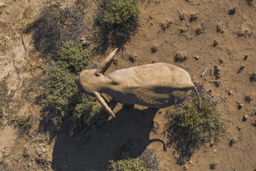 Luftaufnahme eines Wüstenelefanten im Damaraland, Namid-Wüste, Namibia. - AAEF13614