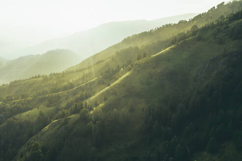 Luftaufnahme der Waldkämme am Fuße der Berge bei Sonnenuntergang in der Nähe des Dorfes Ust-Koksa, Republik Altai, Russland. - AAEF13674