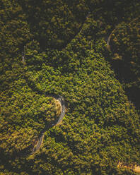 Luftaufnahme einer Bergstraße im Daintree Forest in der Nähe der Stadt Cairns, Queensland, Australien. - AAEF13736