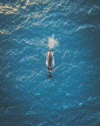 Luftaufnahme eines Buckelwals in der Nähe von Noosa in Queensland, Australien. - AAEF13754
