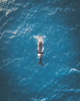 Luftaufnahme eines Buckelwals in der Nähe von Noosa in Queensland, Australien. - AAEF13755
