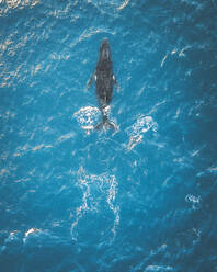 Luftaufnahme eines Buckelwals in der Nähe von Noosa in Queensland, Australien. - AAEF13757