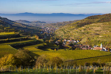 Deutschland, Baden-Württemberg, Vogtsburg im Kaiserstuhl, Weinberge rund um eine ländliche Stadt im Kaiserstuhl - WDF06730