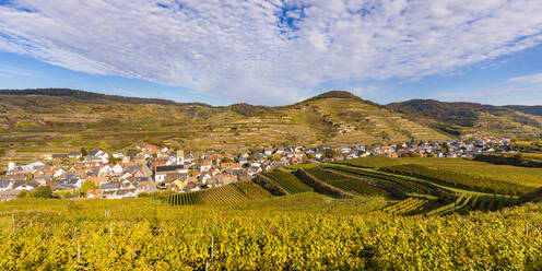 Deutschland, Baden-Württemberg, Vogtsburg im Kaiserstuhl, Weinberge rund um eine ländliche Stadt im Kaiserstuhl - WDF06731